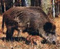 /album/fotogaleria/diviak3-jpg/