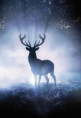 /album/fauna/jelen1-jpg1/
