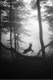 /album/fauna/jelen3-jpg/