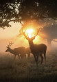 /album/fauna/jelen-jpg1/