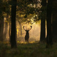 /album/fauna1/jelen5-jpg2/