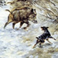 /album/fauna1/utokdiviaka-jpg/